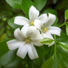 Kamini Plant Kamini Plant কামিনী গাছ - Image 1