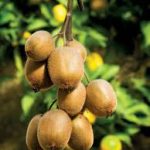 Kiwi Fruit Plant কিউই ফল গাছ