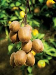 Kiwi Fruit Plant কিউই ফল গাছ