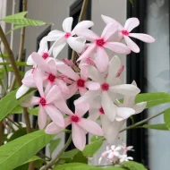 Kopsia Flower Plant কপসিয়া ফুল গাছ - Image 3