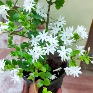 Jui Flower Plant জুঁই ফুল গাছ - Image 2