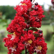 Furush Cherry Plant ফুরুশ চেরি ফুল গাছ - Image 2
