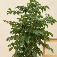 China Doll Plant চায়না ডল - Image 4