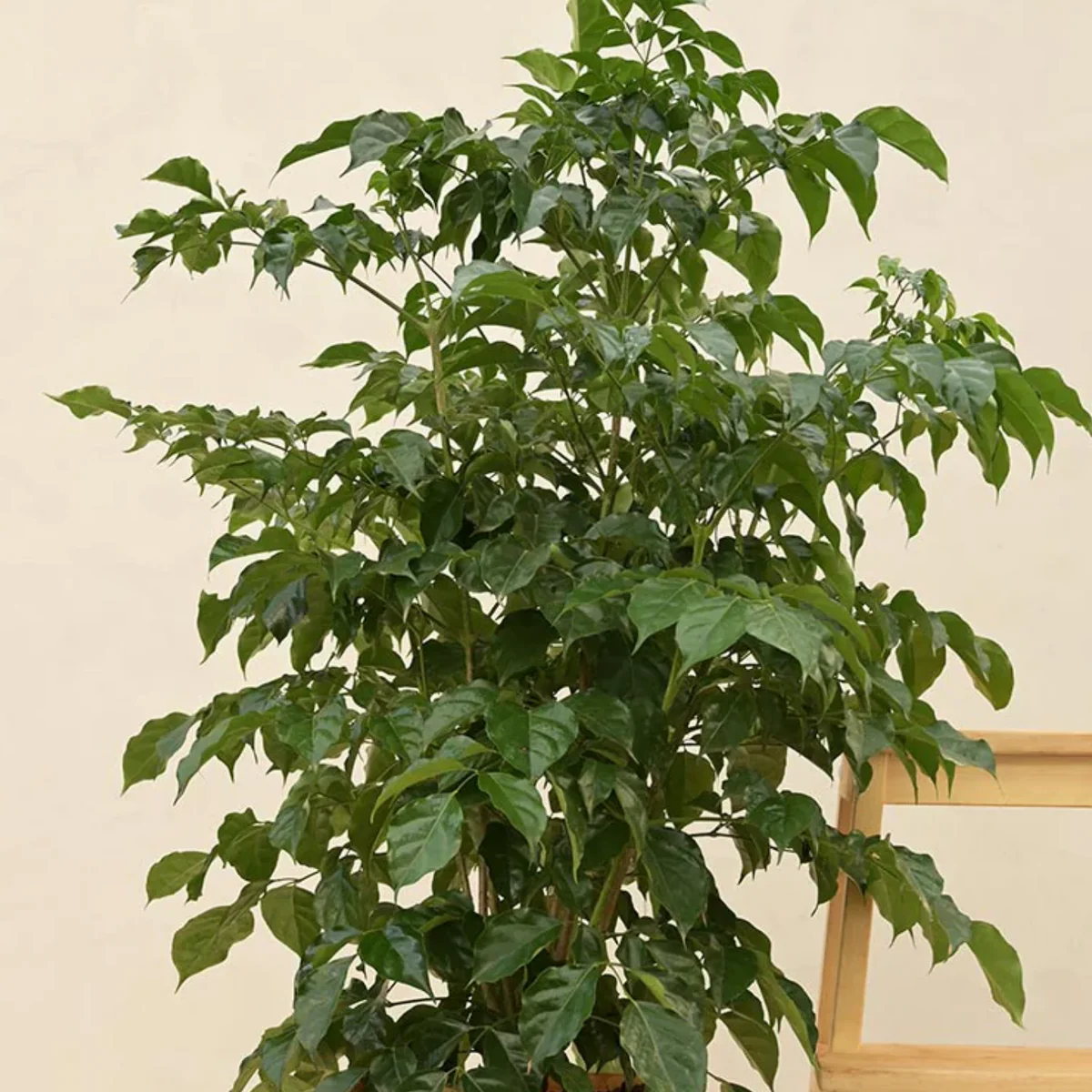 MAIN_643c228e-3a71-422b-9d24-827468c65279_1200x China Doll Plant চায়না ডল - Image 4