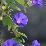 Morning Glory মর্নিং গ্লোরি