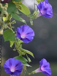 Morning Glory মর্নিং গ্লোরি
