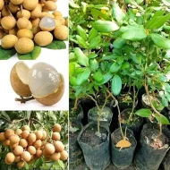 Biew Kiew Longan বিউ কিউ লঙ্গান - Image 3