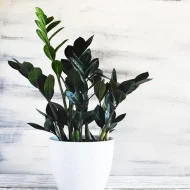 Black ZZ Plant ব্ল্যাক জি জি প্ল্যান্ট - Image 6