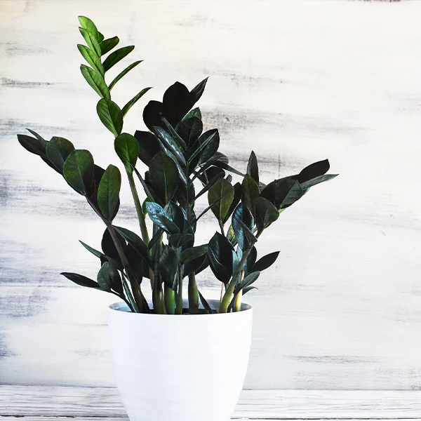 Raven_ZZ_BB_600x600_b6f6ece1-5fb4-4bf9-b5ac-c2753ec22170 Black ZZ Plant ব্ল্যাক জি জি প্ল্যান্ট - Image 6