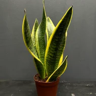 Yellow Snake Plant হলুদ স্নেকপ্ল্যান্ট - Image 4