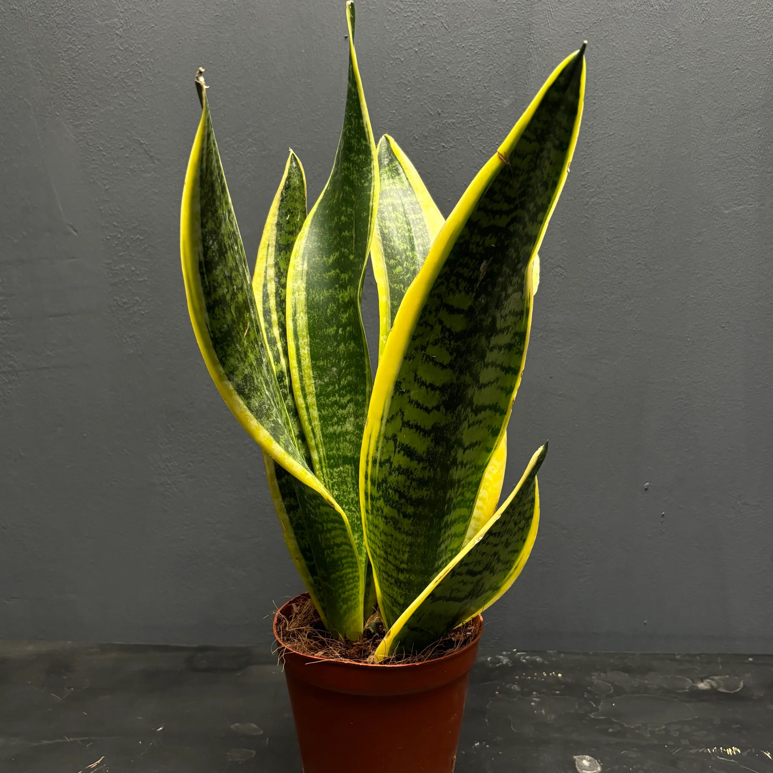 Sansevieriatrifasciata_Laurentii_1_3681x Yellow Snake Plant হলুদ স্নেকপ্ল্যান্ট - Image 4