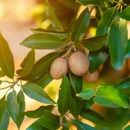 Thai Sapodilla থাই সফেদা - Image 3