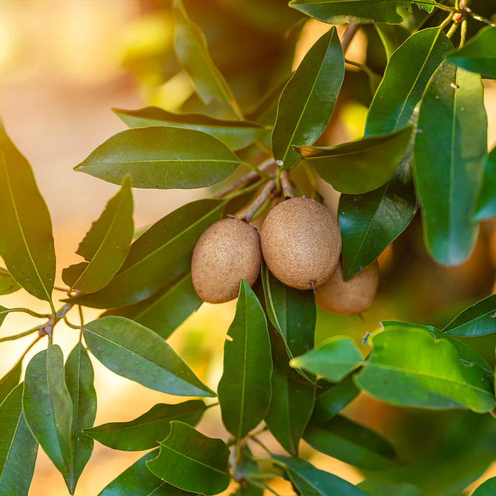Sapodilla_1_FGT Thai Sapodilla থাই সফেদা - Image 3