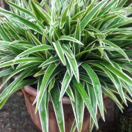 Spider Plant স্পাইডার প্ল্যান্ট - Image 6
