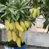Banana Mango ব্যানানা ম্যাংগো - Image 2