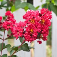 Furush Cherry Plant ফুরুশ চেরি ফুল গাছ - Image 3