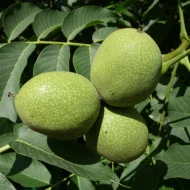 আখরোট গাছের চারা কিনুন | Walnut Tree Plant | Plant in BD