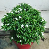 Chiness Tagar চাইনিজ টগর - Image 5