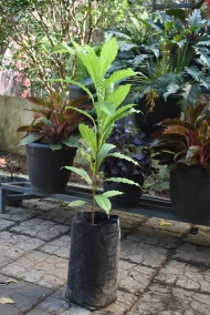 Abiu Fruit Tree Plant কিনুন | সারা বাংলাদেশ ডেলিভারি | Plants in BD - Image 3