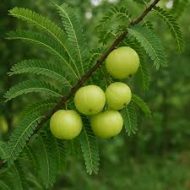 thai hybrid amaloki plant in bangladesh