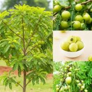thai hybrid amaloki plant in bangladesh