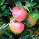আন্না আপেল গাছ - Anna Apple Tree