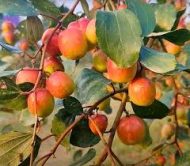 আপেল কুল গাছ / Apple Kul (Bau Kul) Plant