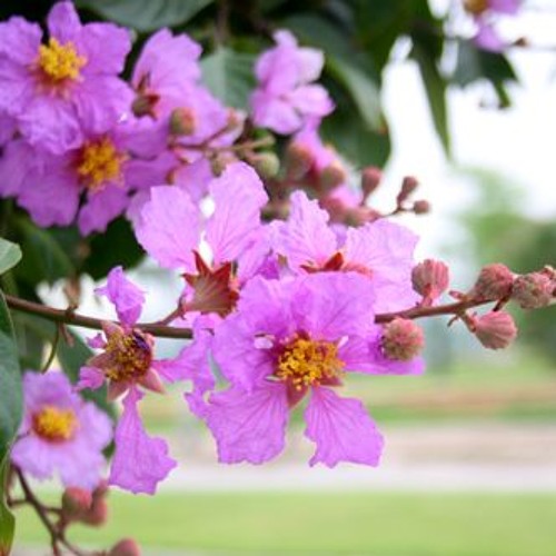 artworks-000302206767-cyb1if-t500x500 Jarul Flower Plant জারুল ফুল গাছ - Image 4