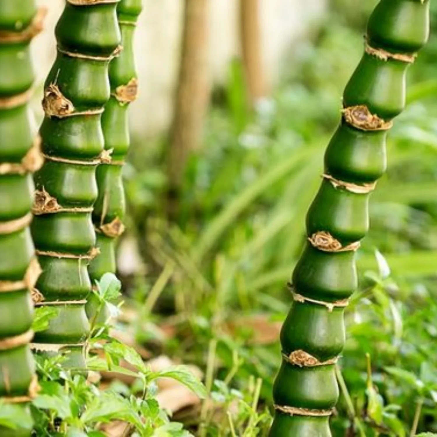 bUDDHA_BELLY_BAMBOO Ghoti Bamboo ঘটি বাঁশ - Image 3