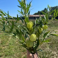 Balloon Plant Price in Bangladesh | বেলুন প্ল্যান্ট
