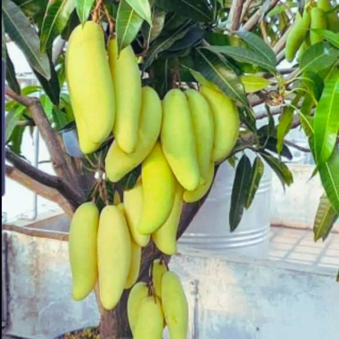 ব্যানানা ম্যাংগো গাছের চারা - Banana mango plant for sale in Bangladesh
