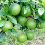 Bari-1 Sweet Malta Plant বারী-১ মিষ্টি মাল্টা গাছ