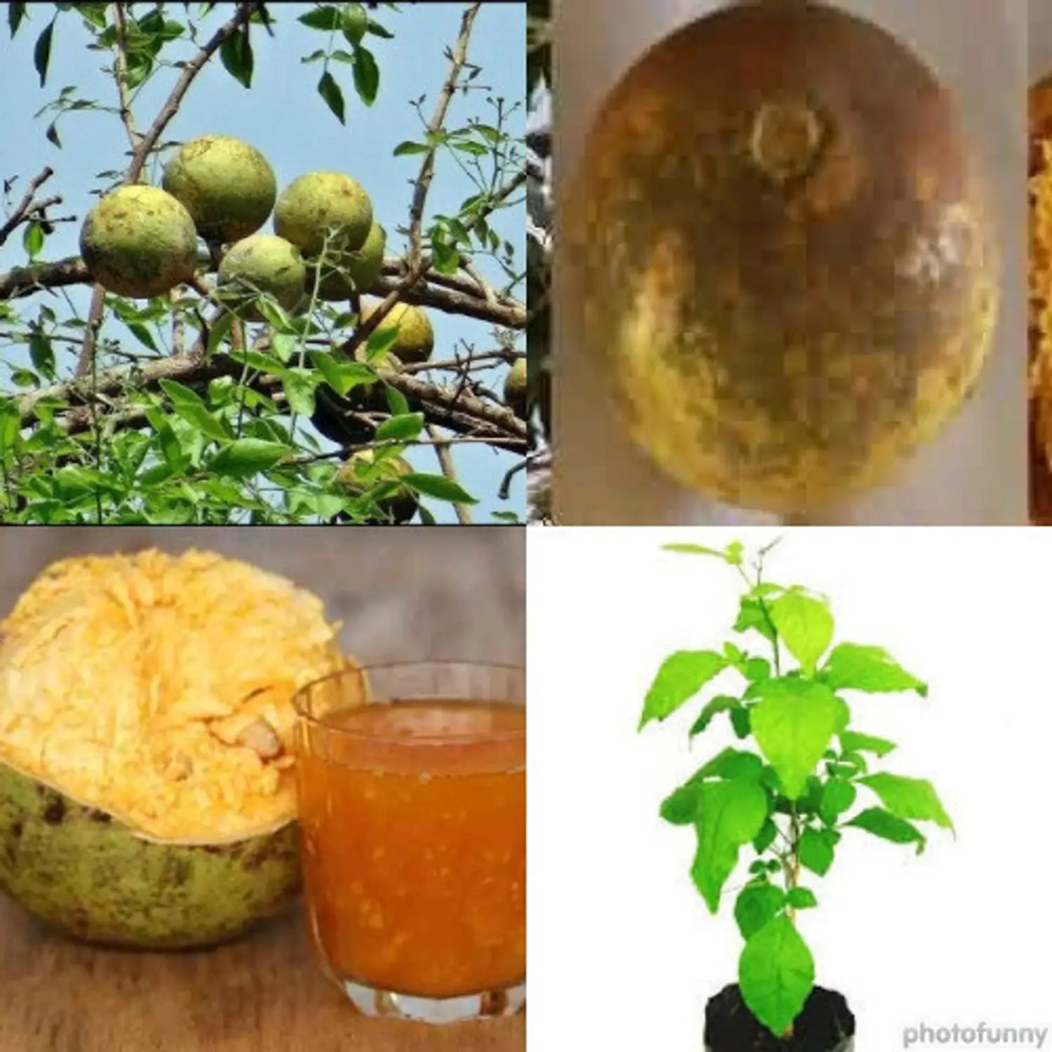 বেল গাছের চারা - Bel tree plant for sale in Bangladesh