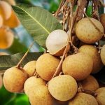 বিউ কিউ লঙ্গান গাছের চারা - Biew Kiew longan plant for sale in Bangladesh