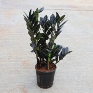 ব্ল্যাক জি জি প্ল্যান্ট গাছের চারা - Black ZZ plant for sale in Bangladesh