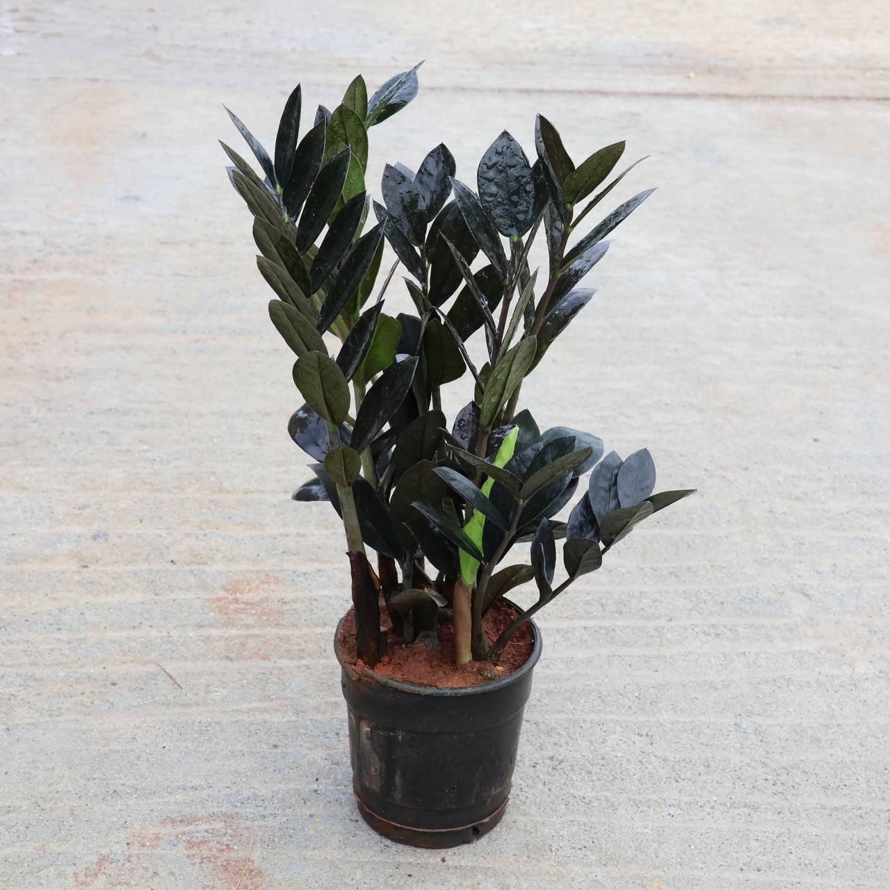 ব্ল্যাক জি জি প্ল্যান্ট গাছের চারা - Black ZZ plant for sale in Bangladesh
