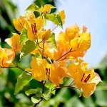 bagan-bilash-plant-plantinbd.jpg