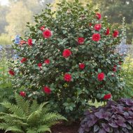 Camellia Flower Plant ক্যামেলিয়া ফুল গাছ - Image 3
