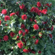 Camellia Flower Plant ক্যামেলিয়া ফুল গাছ - Image 2