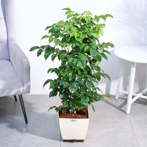 china-doll-plant-500x500 China Doll Plant চায়না ডল - Image 3