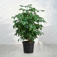 চায়না ডল গাছের চারা - China doll plant for sale in Bangladesh