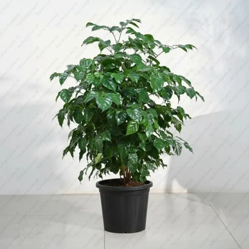 চায়না ডল গাছের চারা - China doll plant for sale in Bangladesh
