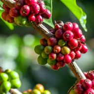 Coffee Tree Plant কফি গাছ