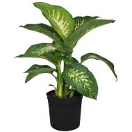 ডিইফেনবাকিয়া ট্রপিক স্নো গাছের চারা - Dieffenbachia Tropic Snow plant for sale in Bangladesh