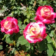 Double Delight Rose Plant Price in Bangladesh | ডাবল ডিলাইট গোলাপ