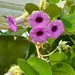 Elephant Creeper Plant Price in Bangladesh | এলিফ্যান্ট ক্রিপার