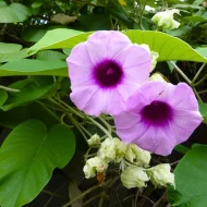 Elephant Creeper Plant এলিফ্যান্ট ক্রিপার - Image 2