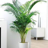 Areca Palm Indoor Plant