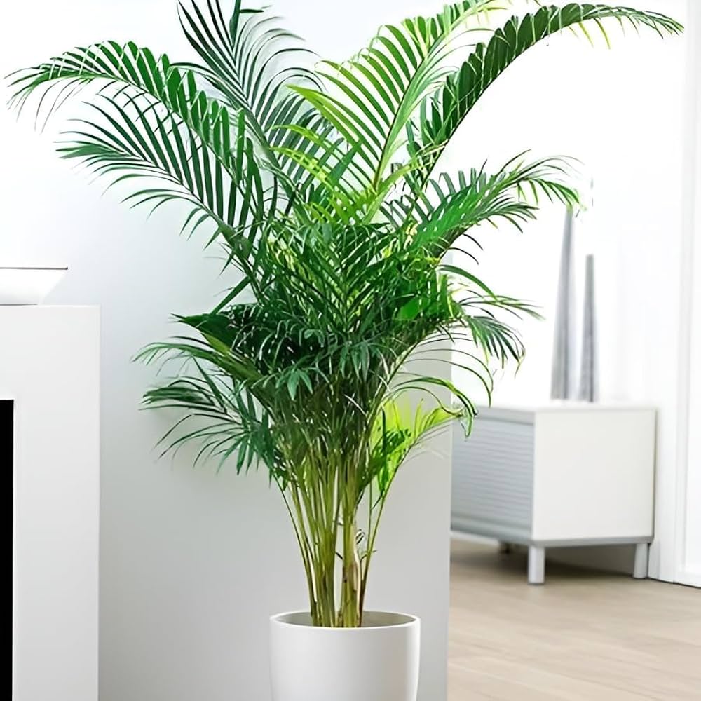 Areca Palm Indoor Plant