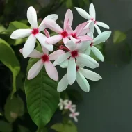 Kopsia Flower Plant কপসিয়া ফুল গাছ - Image 2